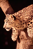 LEP 40 RK0045 01
Snow Leopard Sitting In Tree Looking Away