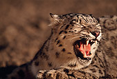 LEP 40 RK0059 02
Snow Leopard Laying In Dirt Growling