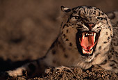 LEP 40 RK0059 20
Snow Leopard Laying In Dirt Growling