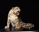 LEP 40 RK0066 02
Snow Leopard Sitting In Studio Growling Black Background