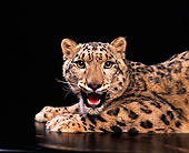 LEP 40 RK0069 01
Snow Leopard Laying Down In Studio Growling Black Background