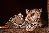 LEP 40 RK0076 12
Adult And Cub Snow Leopard Sitting In Doorway