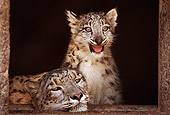 LEP 40 RK0076 21
Adult And Cub Snow Leopard Sitting In Doorway