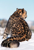 LEP 40 RK0111 01
Snow Leopard With Back Turned Towards Camera Sitting On Snow