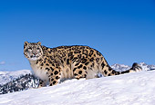 LEP 40 RK0114 02
Full Side Body Of Snow Leopard Standing In Snow With Some Mountain