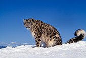 LEP 40 RK0115 02
Snow Leopard Sitting On Snow Mountain Blue Sky