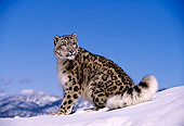 LEP 40 RK0115 04
Snow Leopard Sitting On Snow Mountain Blue Sky