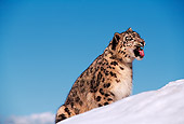 LEP 40 RK0120 04
Snow Leopard Sitting Behind Snow Hill With Mouth Open Blue Skies