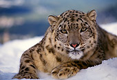 LEP 40 RK0131 05
Snow Leopard Laying In Snow Facing Camera