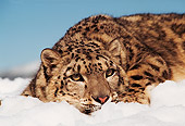 LEP 40 RK0132 01
Snow Leopard Laying With Head Real Low In Snow Facing Camera Blue Skies