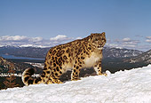 LEP 40 RK0144 02
Full Body Of Snow Leopard Standing On Snow Hill With Mountains In Background