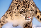 LEP 40 RK0163 02
Close Up Of Snow Leopard Coming Towards Camera