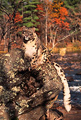 LEP 40 RK0167 01
Snow Leopard Sitting On Rock By Water And Fall Colored Trees Sun Shining