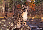 LEP 40 RK0172 09
Snow Leopard Sitting On Top Of Rock By Waterfall Colored Trees Background