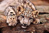 LEP 40 RK0188 02
Close Up Head Shot Of Snow Leopard Cub Laying Low On Rock