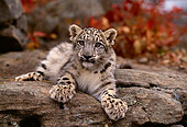LEP 40 RK0190 03
Snow Leopard Cub Laying On Rock Facing Camera Fall Colored Leaves Background