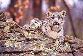 LEP 40 RK0199 03
Snow Leopard Cub Laying On Rock Facing Camera Trees In Background