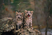 LEP 40 RK0214 02
Two Snow Leopard Cubs Sitting Together On Top Of Rock Facing Camera Trees Background