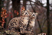 LEP 40 RK0222 05
Two Snow Leopard Cubs Sitting Together On Rock Looking Up Trees Background
