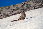 LEP 40 RW0001 01
Snow Leopard On Snow Mountain