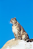 LEP 40 TK0001 01
Snow Leopard Sitting On Rock In Snow Blue Sky