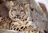 LEP 40 TL0001 01
Head Shot Of Laying Snow Leopard Staring At Camera