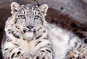 LEP 40 TL0002 01
Portrait Of Laying Snow Leopard Staring At Camera