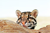 LEP 50 RK0004 02
Head Shot Of Clouded Leopard Hiding Behind Log Facing Camera