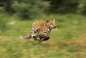 LEP 60 JE0001 01
Leopard Running On Savanna