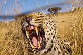 LEP 60 JZ0007 01
Head Shot Of Male Leopard Laying On Grass Yawning Kenya