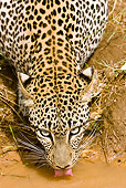 LEP 60 MC0001 01
Head Shot Of African Leopard Drinking From Puddle Kenya