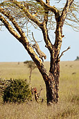 LEP 60 MC0002 01
African Leopard Leaping Down Tree Tanzania