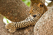 LEP 60 MC0003 01
Close-Up Of African Leopard Female Resting In Tree Kenya