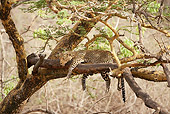 LEP 60 MC0004 01
African Leopard Sleeping In Tree Kenya