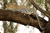 LEP 60 MC0005 01
Leopard Female Resting In Tree Kenya