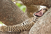 LEP 60 MC0006 01
Portrait Of Leopard Female Yawning In Tree Kenya