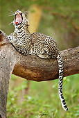 LEP 60 MC0007 01
African Leopard Yawning In Tree Kenya