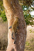 LEP 60 MC0009 01
Portrait Of Leopard Climbing Tree Kenya