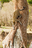 LEP 60 MC0010 01
Portrait Of Leopard Climbing Down Tree Kenya