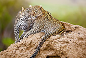 LEP 60 MC0011 01
Two Leopards Laying On Termite Mound Nuzzling Kenya
