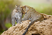 LEP 60 MC0012 01
Two Leopards Laying On Termite Mound Nuzzling Kenya