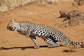 LEP 60 MC0013 01
African Leopard Rolling For Dust Bath East Africa