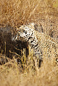 LEP 60 MC0014 01
African Leopard Shaking Wet Fur In Grassland Kenya