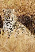 LEP 60 MC0015 01
African Leopard Sitting In Dry Grassland Kenya