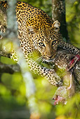 LEP 60 MC0016 01
Close-Up Of African Leopard Climbing In Tree Eating Prey Kenya