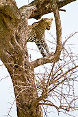 LEP 60 MC0019 01
Leopard Hunting From Tree Tanzania