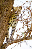 LEP 60 MC0021 01
Leopard Hunting From Tree Tanzania
