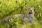 LEP 60 MC0023 01
Leopard Resting In Grass Tanzania