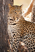 LEP 60 MC0025 01
Portrait Of Leopard Sitting In Moremi Wildlife Reserve, Botswana, South Africa