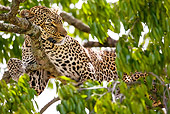 LEP 60 MC0026 01
Close-Up Of African Leopard Resting In Tree Masai Mara, Kenya